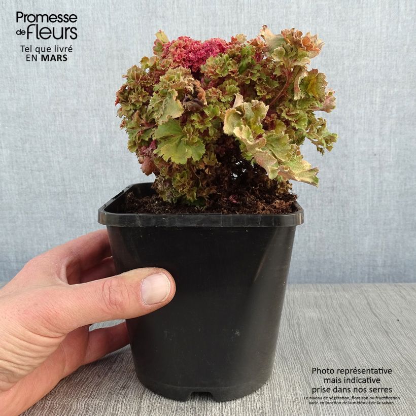 Heuchera Frilly Vaso da 1,5L/2L esemplare consegnato in inverno