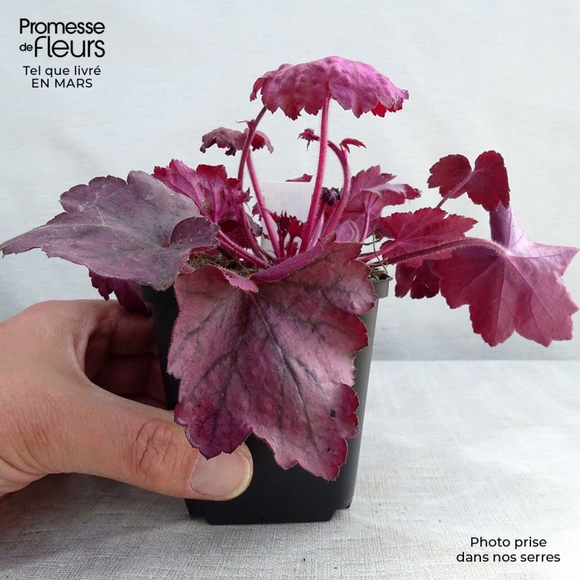 Heuchera Georgia Plum Vasetto da 8/9 cm esemplare consegnato in inverno
