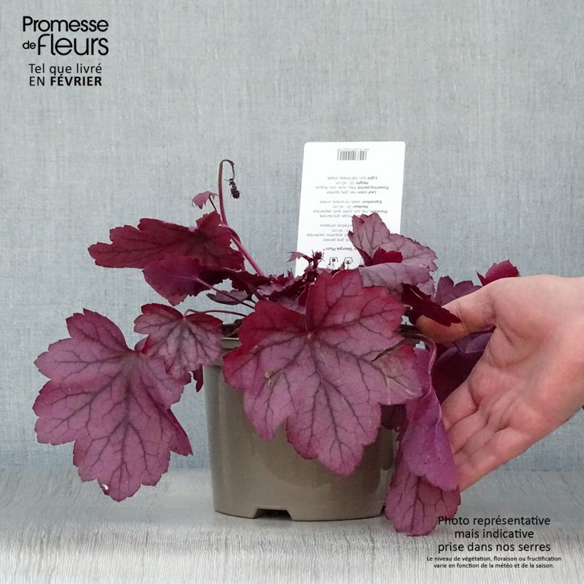 Heuchera Georgia Plum Vaso da 2L/3L esemplare consegnato in inverno