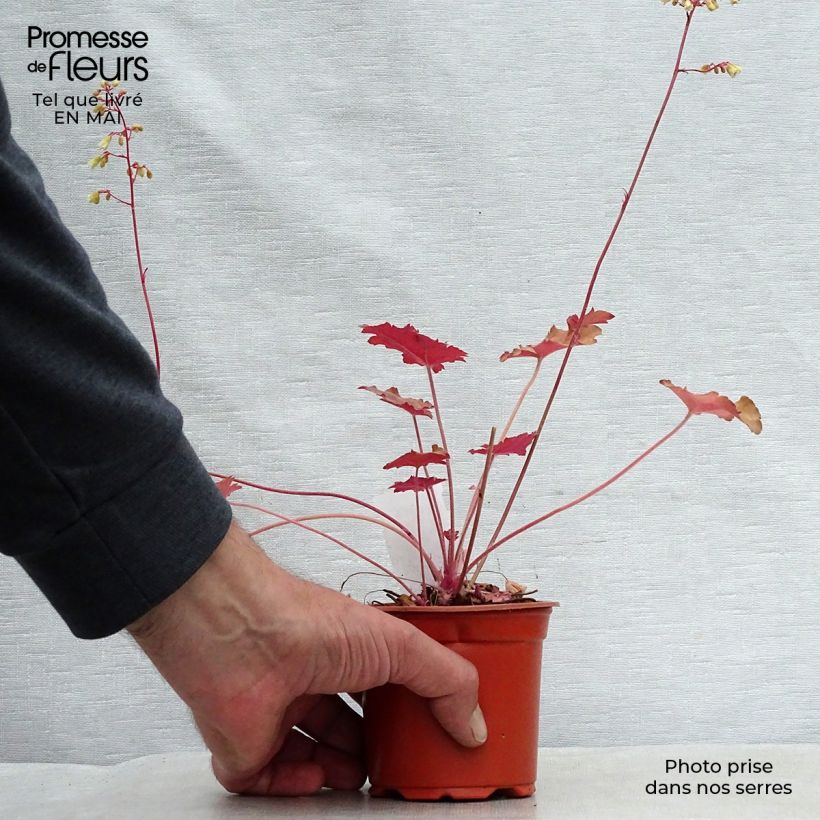 Heuchera Ginger Ale Vasetto da 8/9 cm esemplare consegnato in primavera