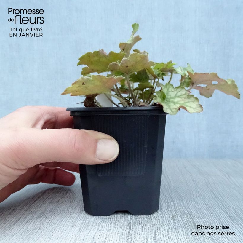 Heuchera Ginger Ale Vasetto da 8/9 cm esemplare consegnato in inverno
