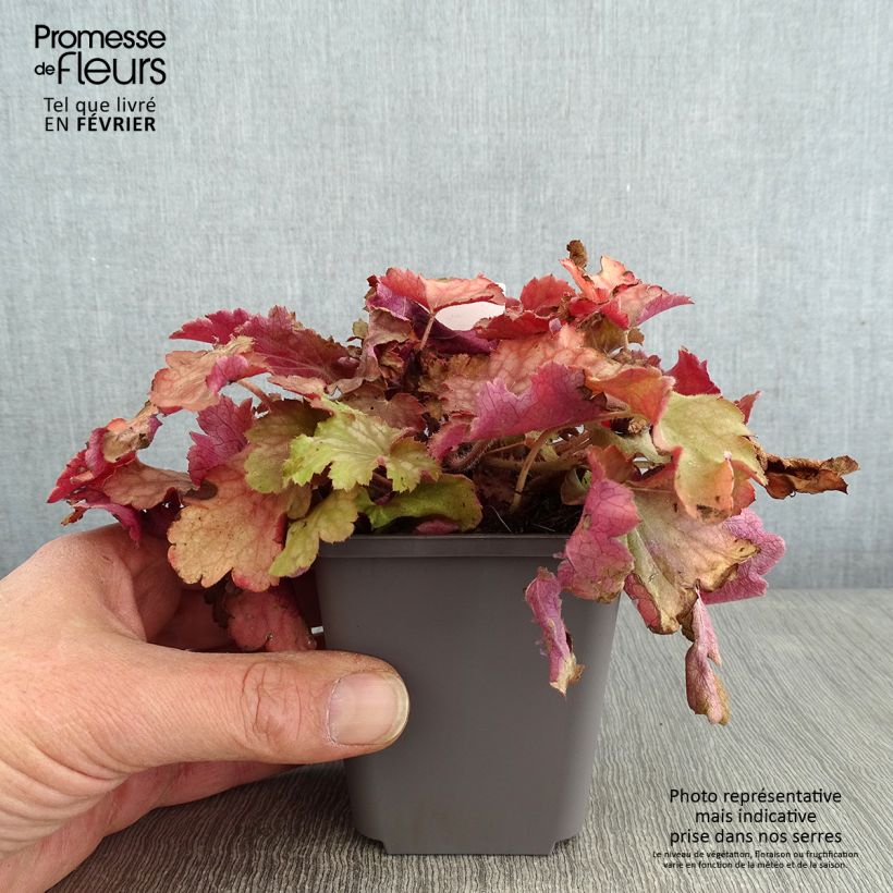 Heuchera Ginger Peach Vasetto da 8/9 cm esemplare consegnato in inverno