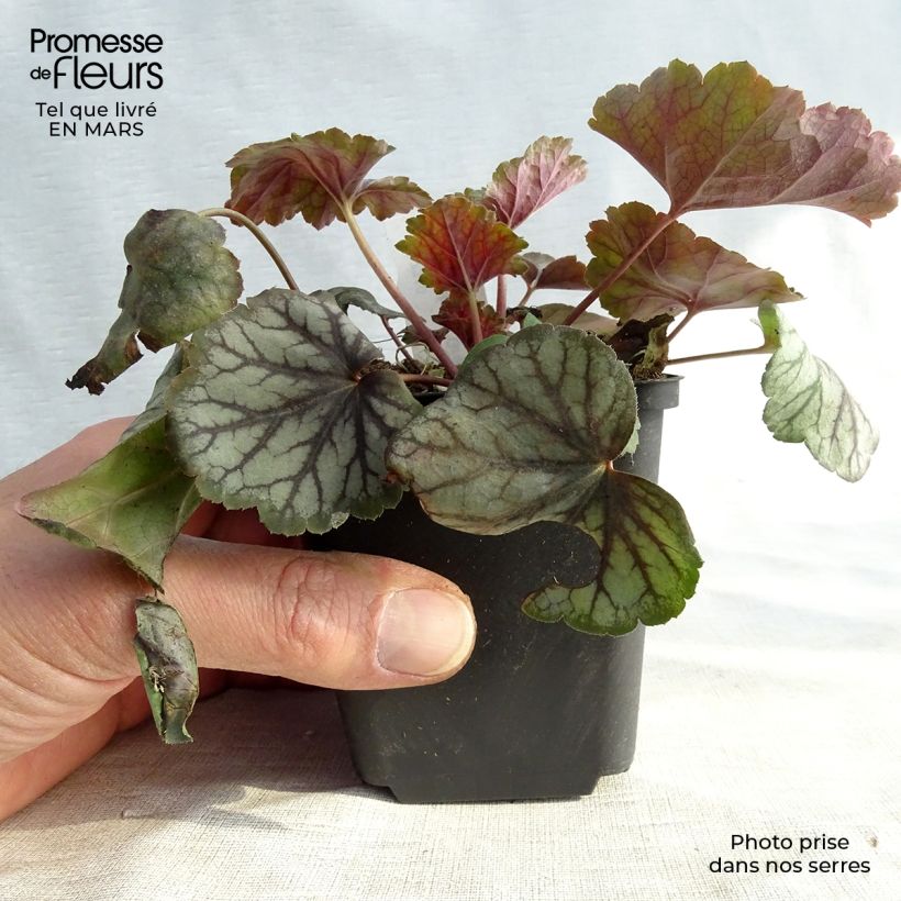 Heuchera Green Spice Vasetto da 8/9 cm esemplare consegnato in inverno