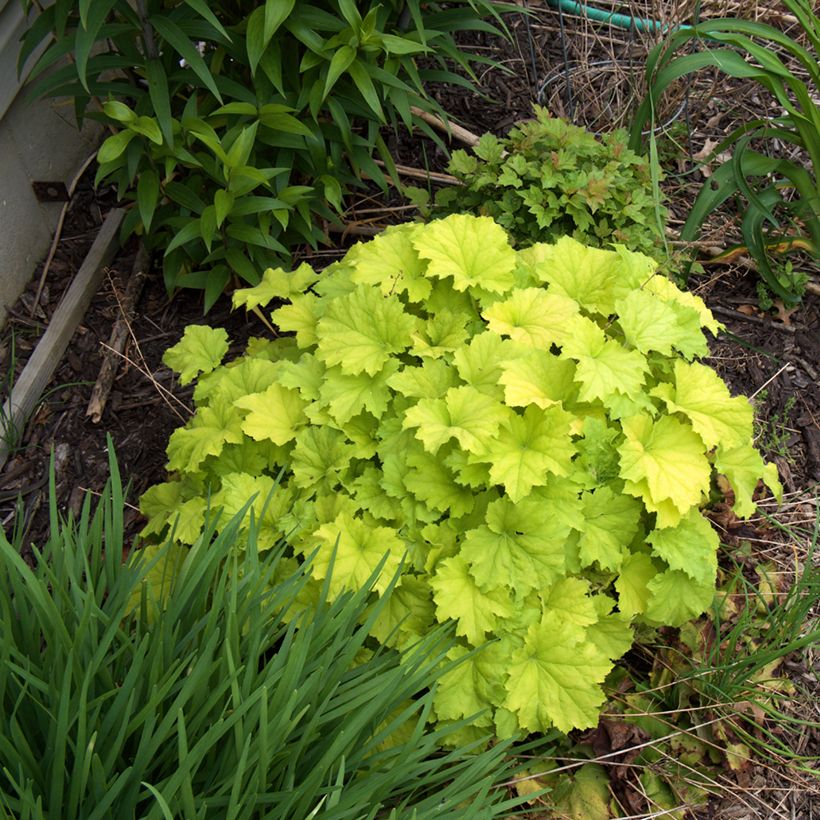 Heuchera Guacamole (Porto)
