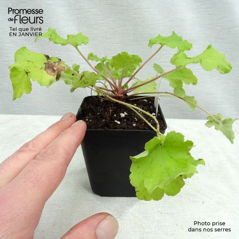 Heuchera Lime Marmalade Vasetto da 8/9 cm esemplare consegnato in inverno