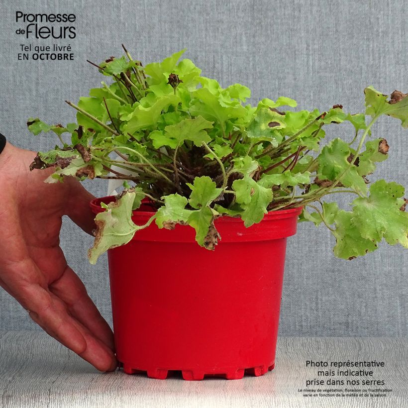 Esemplare di Heuchera Lime Marmalade Vaso da 2L/3L come consegnato in autunno