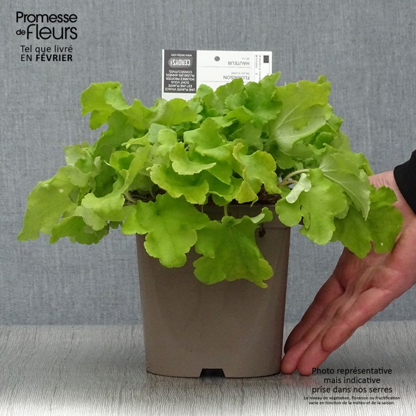 Heuchera Lime Marmalade Vaso da 2L/3L esemplare consegnato in inverno