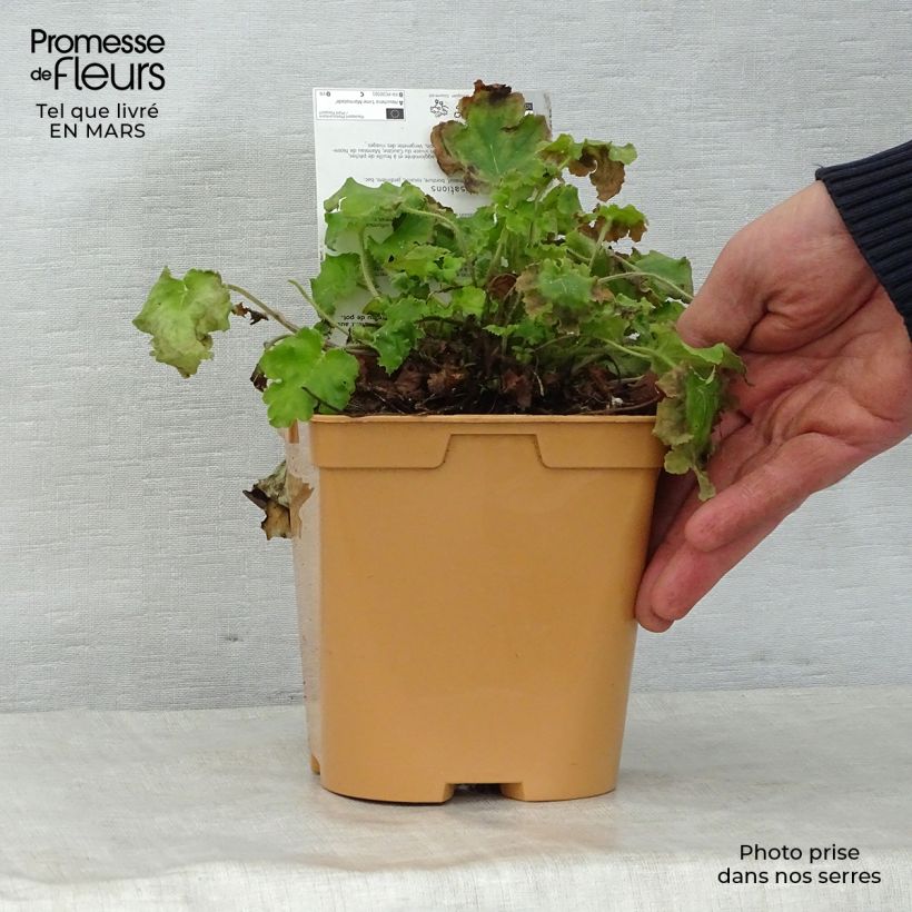 Heuchera Lime Marmalade Vaso da 2L/3L esemplare consegnato in primavera