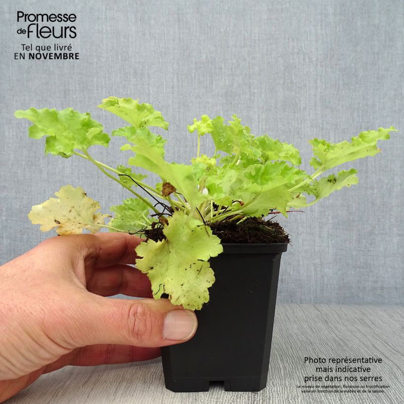 Esemplare di Heuchera Lime Rickey Vasetto da 8/9 cm come consegnato in autunno