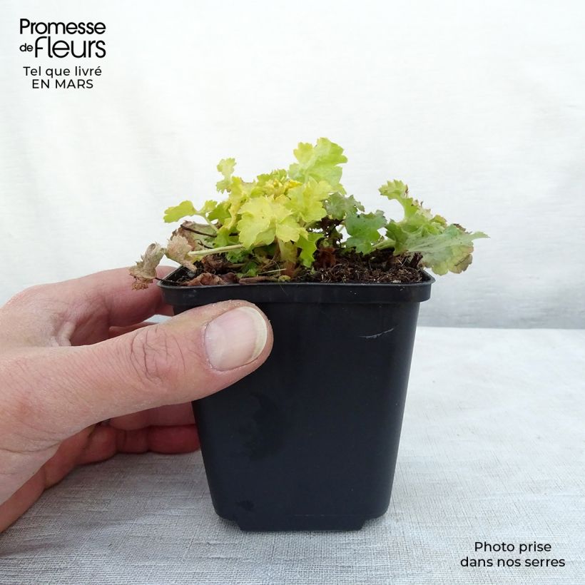 Heuchera Lime Rickey Vasetto da 8/9 cm esemplare consegnato in primavera