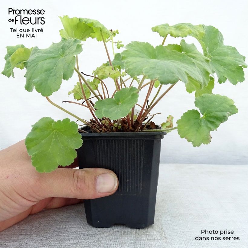 Heuchera Little Cutie Blondie in Lime Vasetto da 8/9 cm esemplare consegnato in primavera