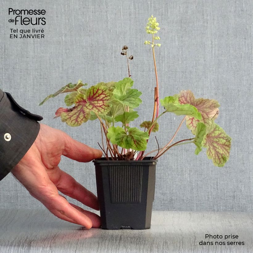 Heuchera Little Cutie Blondie in Lime Vasetto da 8/9 cm esemplare consegnato in inverno