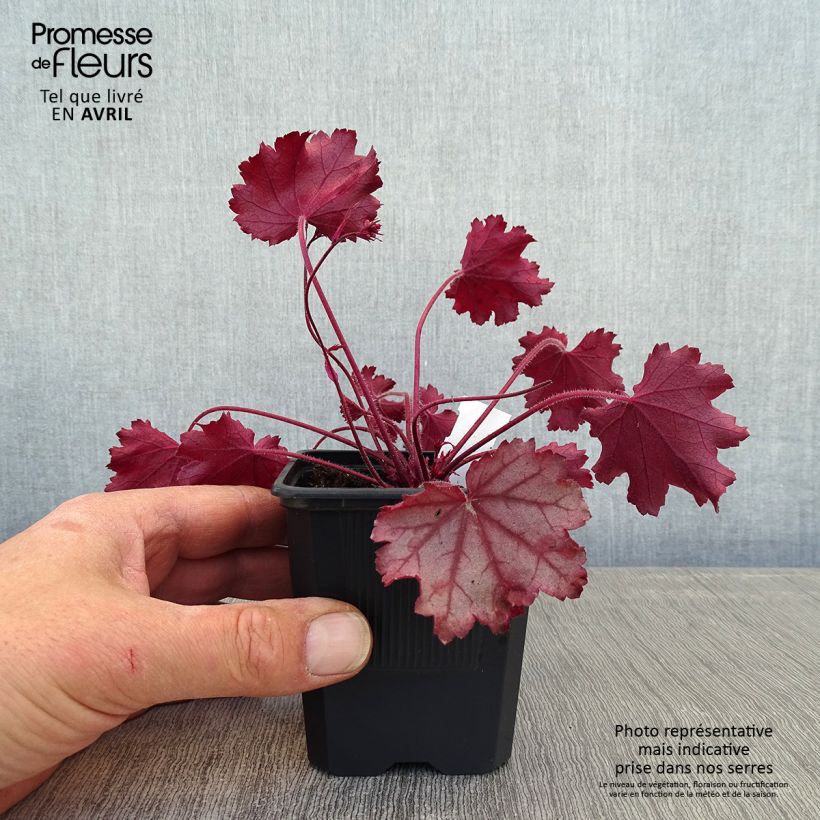 Heuchera Little Cuties Sugar Berry Vasetto da 8/9 cm esemplare consegnato in primavera