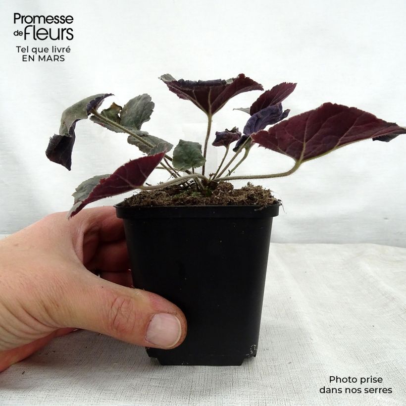 Heuchera villosa Magnum Vasetto da 8/9 cm esemplare consegnato in primavera