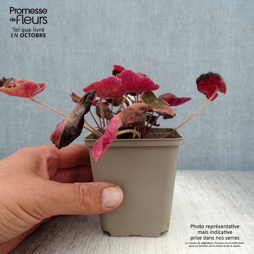 Esemplare di Heuchera villosa Magnum Vasetto da 8/9 cm come consegnato in autunno