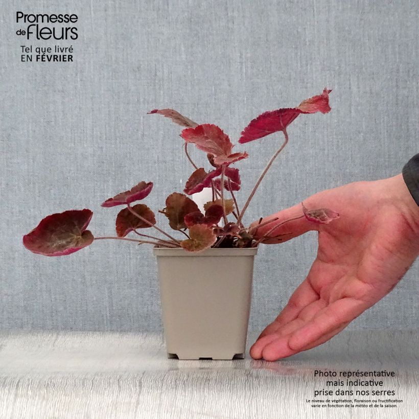 Heuchera villosa Magnum Vasetto da 8/9 cm esemplare consegnato in inverno