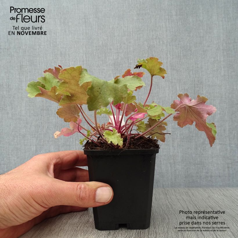 Esemplare di Heuchera Marmelade Vasetto da 8/9 cm come consegnato in autunno