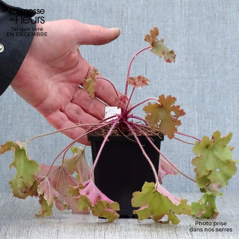 Heuchera Marmelade Vasetto da 8/9 cm esemplare consegnato in inverno