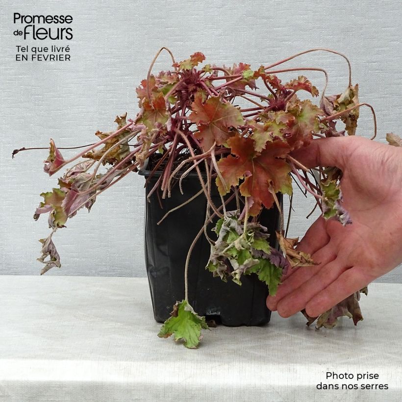 Heuchera Marmelade Vaso da 2L/3L esemplare consegnato in inverno