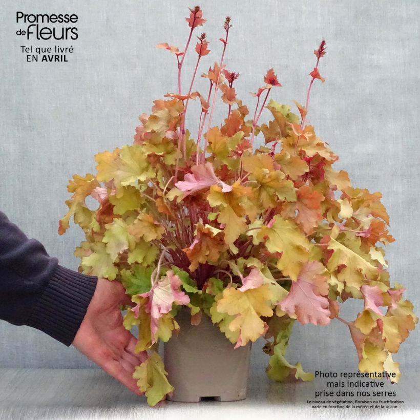 Heuchera Marmelade Vaso da 2L/3L esemplare consegnato in primavera