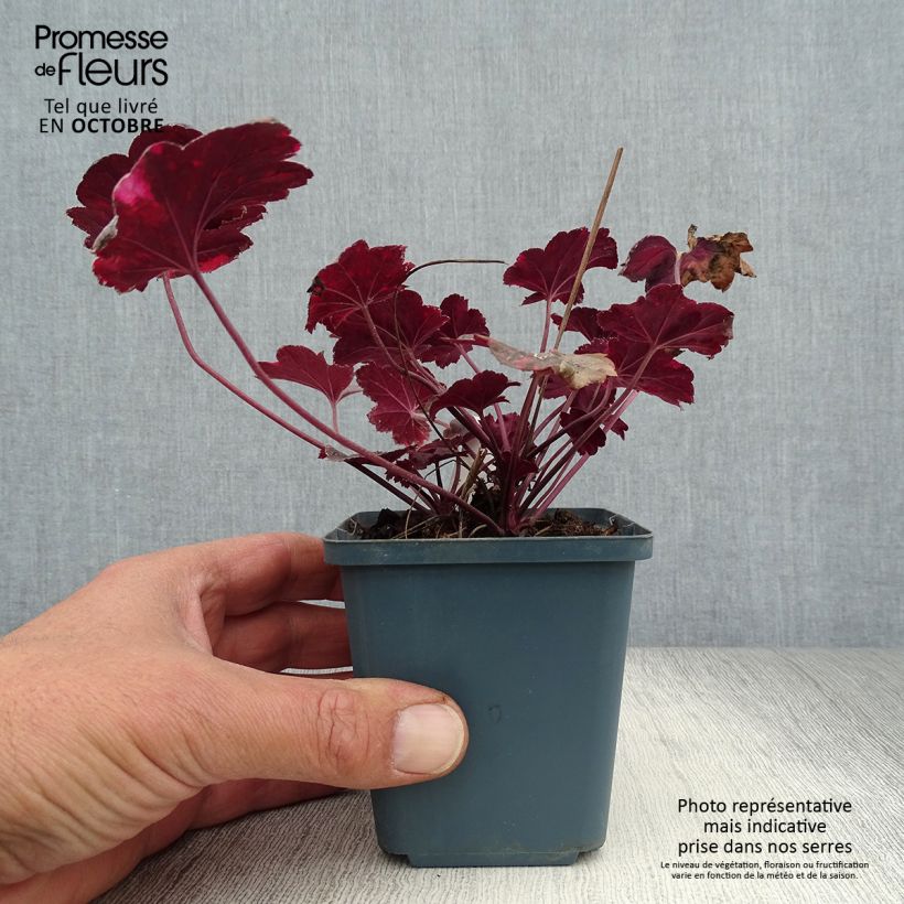 Esemplare di Heuchera Midnight Rose Vasetto da 8/9 cm come consegnato in autunno