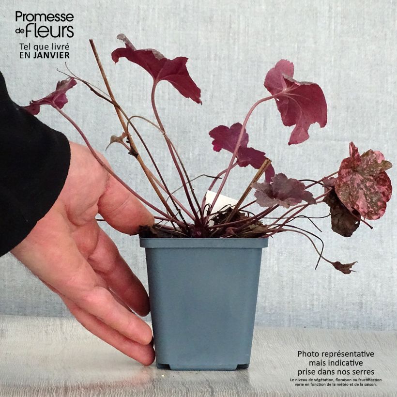 Heuchera Midnight Rose Vasetto da 8/9 cm esemplare consegnato in inverno