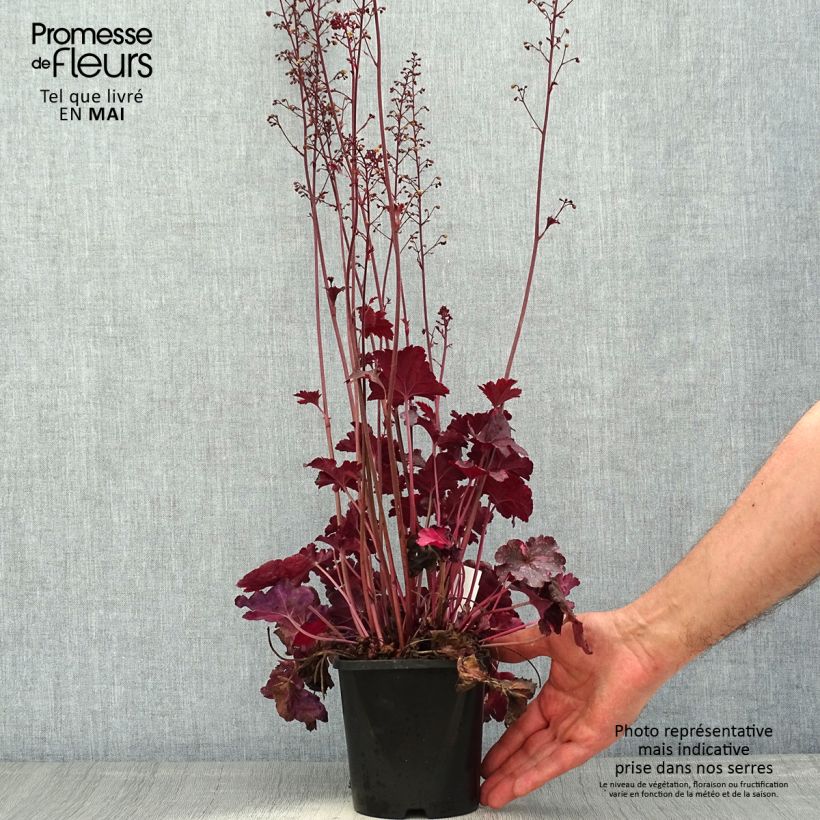 Heuchera Midnight Rose Vaso da 1,5L/2L esemplare consegnato in primavera