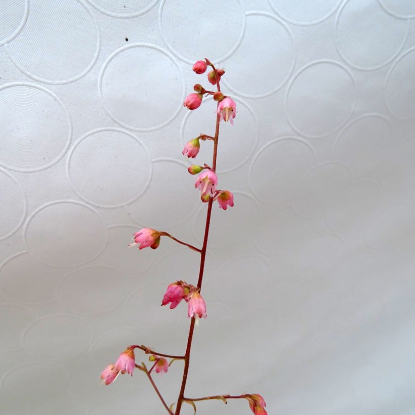 Heuchera Miracle (Fioritura)