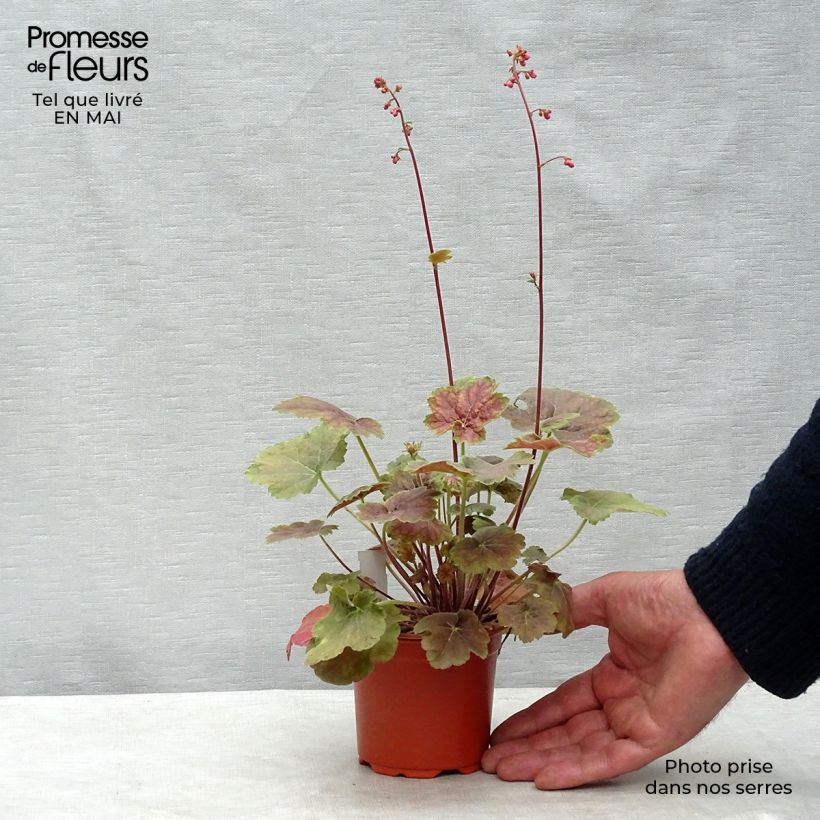 Heuchera Miracle Vasetto da 8/9 cm esemplare consegnato in primavera