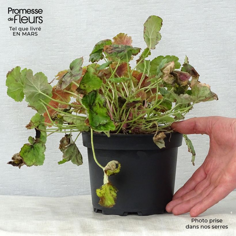 Heuchera Miracle Vaso da 2L/3L esemplare consegnato in primavera