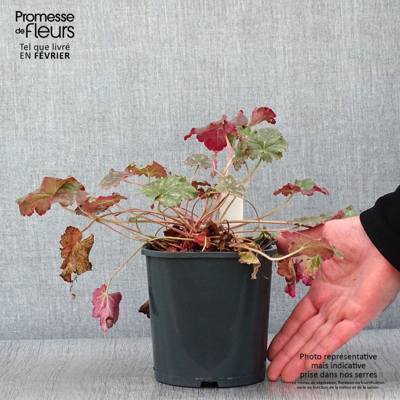 Heuchera Miracle Vaso da 2L/3L esemplare consegnato in inverno