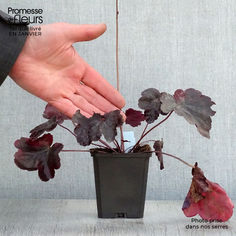 Heuchera Obsisian Vasetto da 8/9 cm esemplare consegnato in inverno