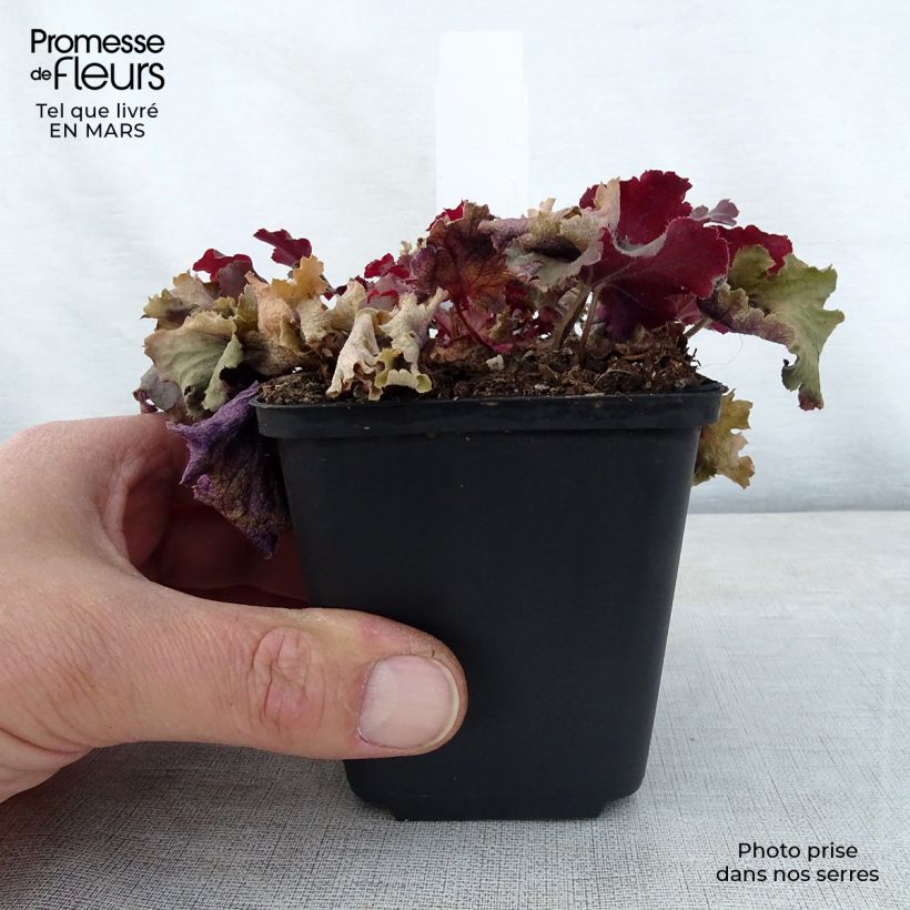 Heuchera Peach Crisp Vasetto da 8/9 cm esemplare consegnato in primavera