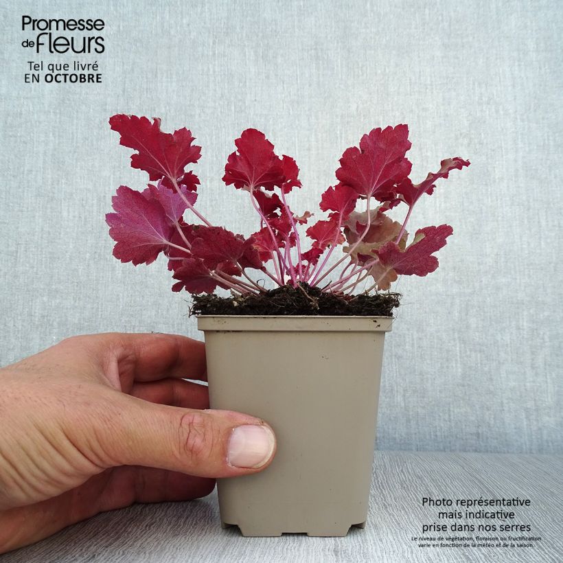 Esemplare di Heuchera Peach Crisp Vasetto da 8/9 cm come consegnato in autunno