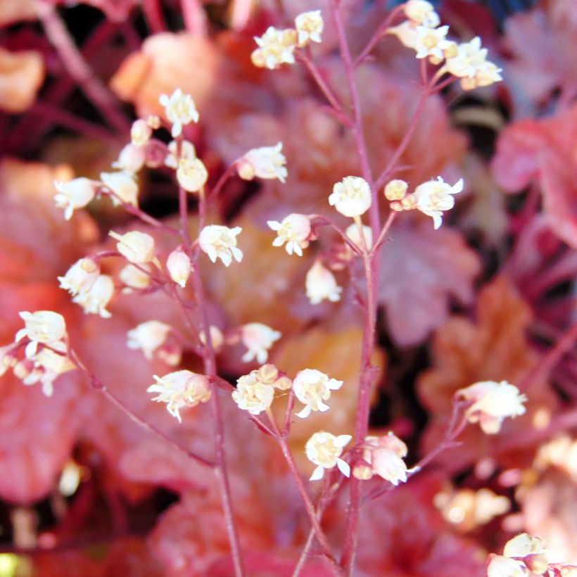 Heuchera Peach flambé (Fioritura)