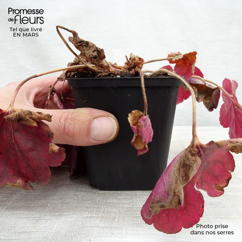 Heuchera Pink Pearls Vasetto da 8/9 cm esemplare consegnato in inverno