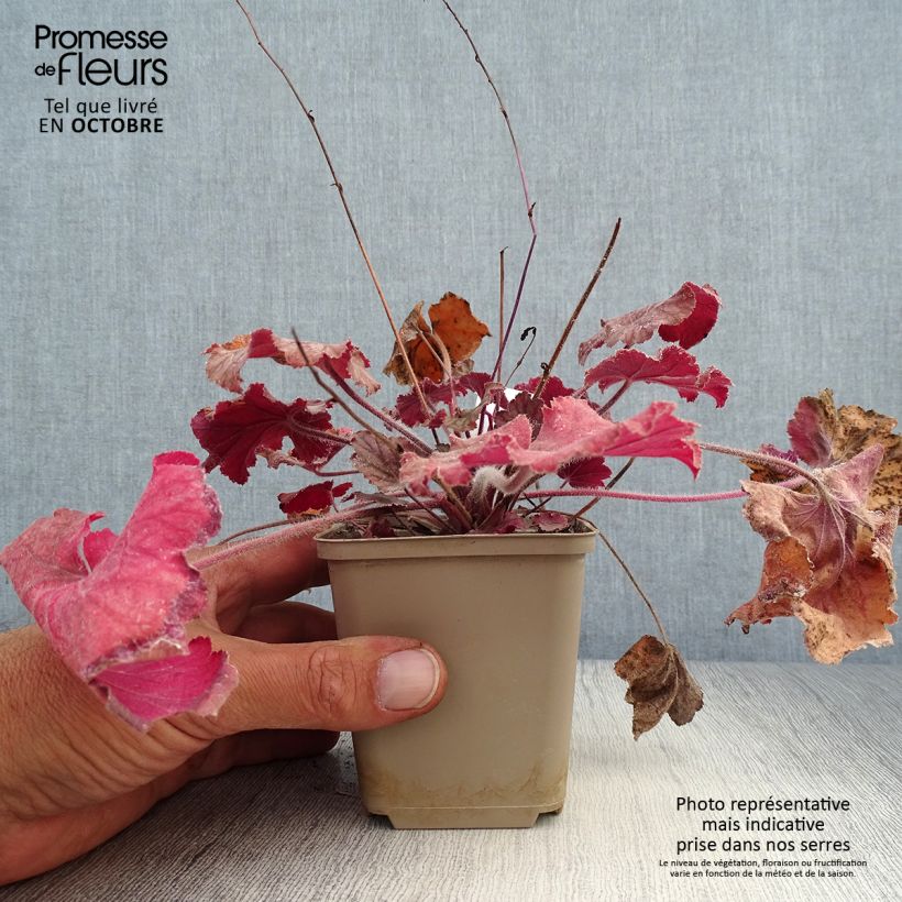 Esemplare di Heuchera Pinot Noir Vasetto da 8/9 cm come consegnato in autunno