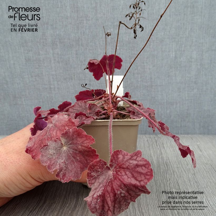 Heuchera Pinot Noir Vasetto da 8/9 cm esemplare consegnato in inverno