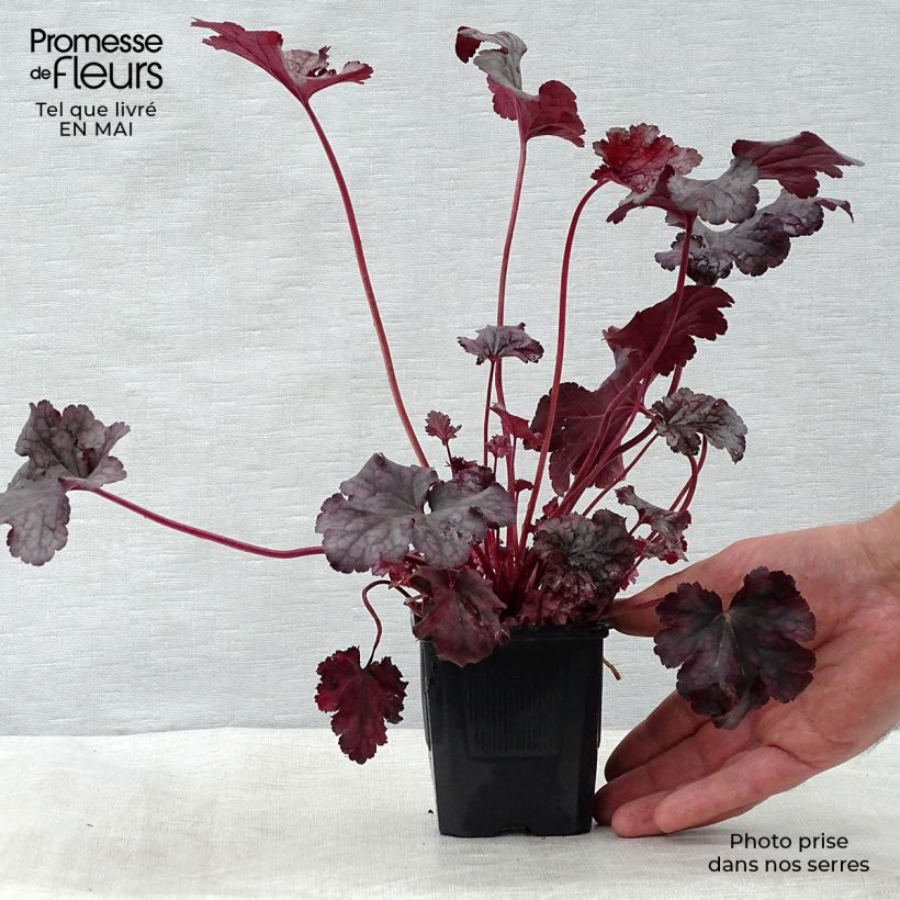 Heuchera Plum Pudding Vasetto da 8/9 cm esemplare consegnato in primavera