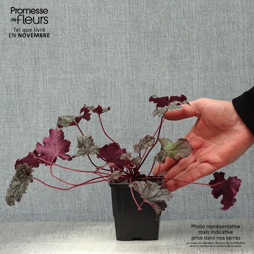 Esemplare di Heuchera Plum Pudding Vasetto da 8/9 cm come consegnato in autunno