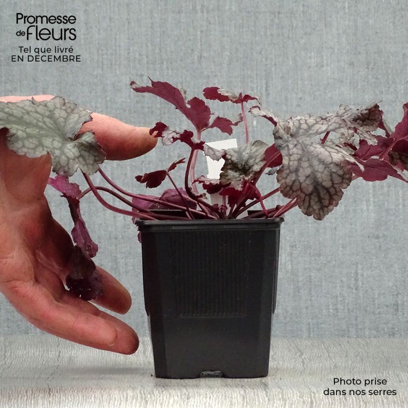 Heuchera Plum Pudding Vasetto da 8/9 cm esemplare consegnato in inverno