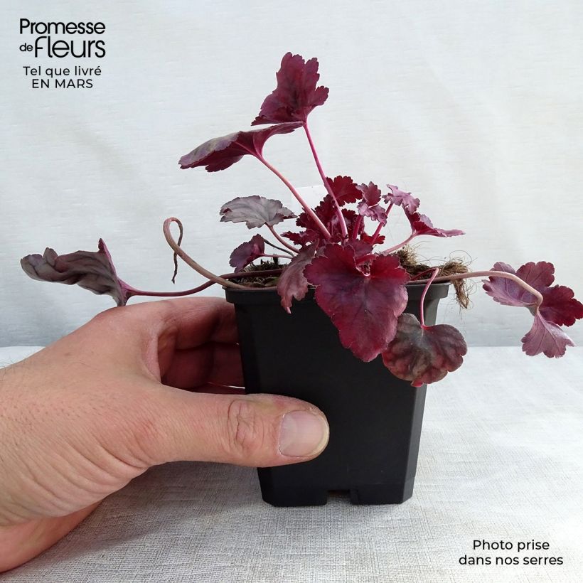 Heuchera Plum Royale Vasetto da 8/9 cm esemplare consegnato in inverno
