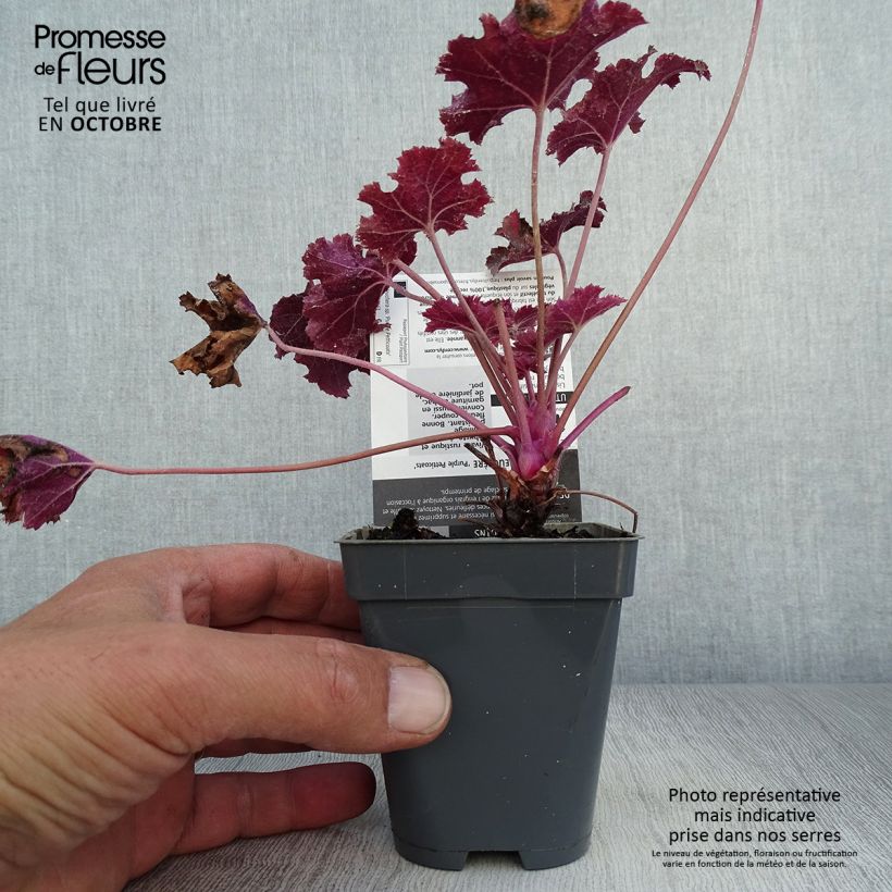 Esemplare di Heuchera Purple Petticoats Vasetto da 8/9 cm come consegnato in autunno