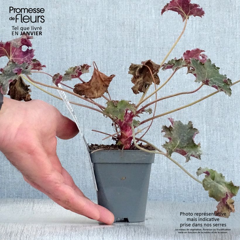 Heuchera Purple Petticoats Vasetto da 8/9 cm esemplare consegnato in inverno