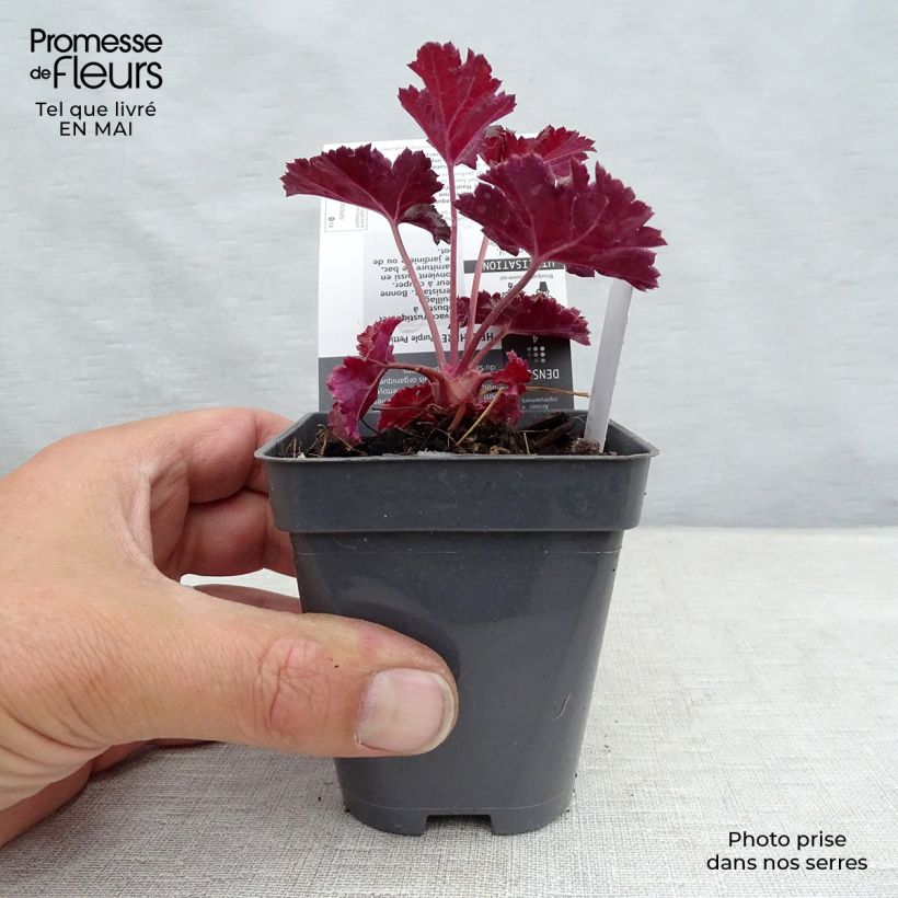 Heuchera Purple Petticoats Vasetto da 8/9 cm esemplare consegnato in primavera