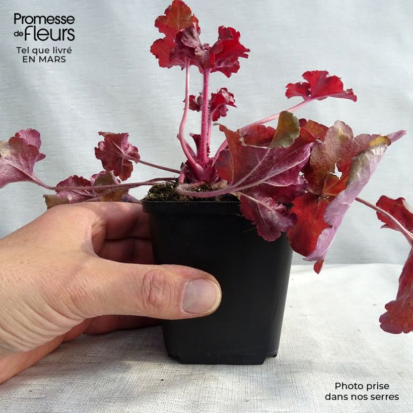 Heuchera Red Sea Vasetto da 8/9 cm esemplare consegnato in inverno