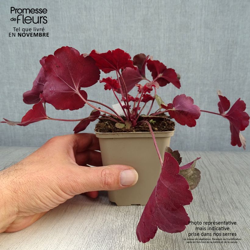 Esemplare di Heuchera Root Beer Vasetto da 8/9 cm come consegnato in autunno