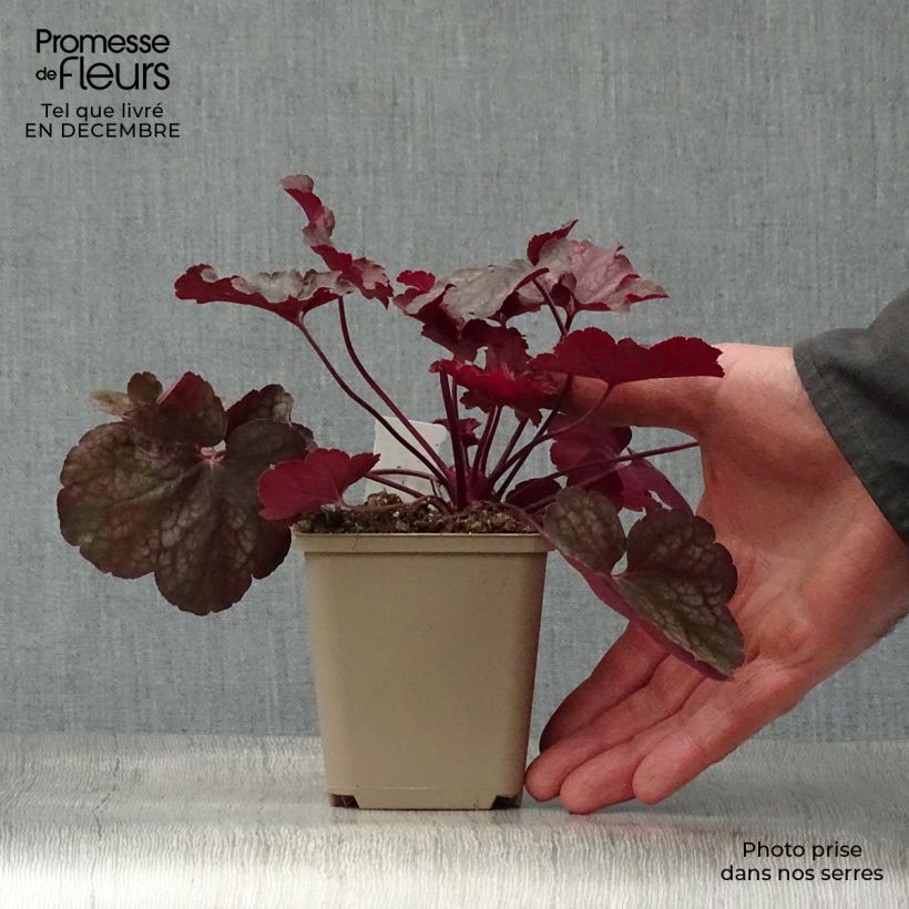 Heuchera Root Beer Vasetto da 8/9 cm esemplare consegnato in inverno