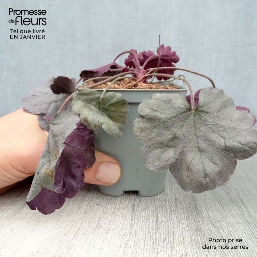 Heuchera Silver Gumdrop Vasetto da 8/9 cm esemplare consegnato in inverno