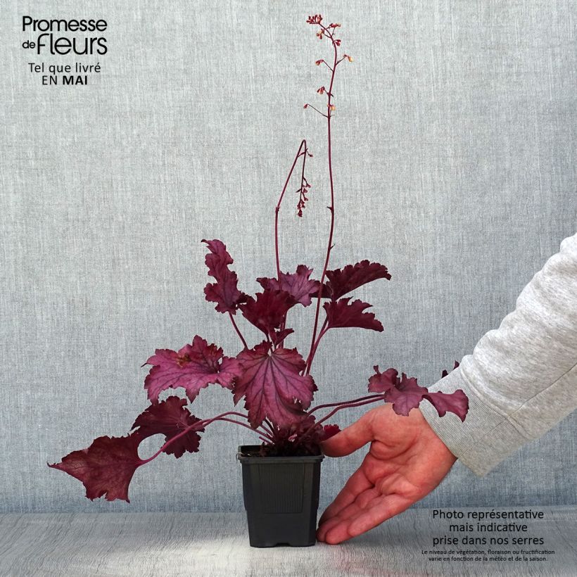 Heuchera Spellbound Vasetto da 8/9 cm esemplare consegnato in primavera